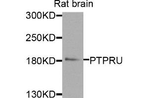 Western blot analysis of extracts of rat brain cells, using PTPRU antibody. (PTPRU 抗体)