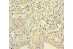 Immunohistochemistry of paraffin-embedded human adrenal gland tissue using ABIN7143593 at dilution of 1:100 (AGRP 抗体  (AA 83-132))