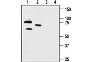 Western blot analysis of human neuroblastoma cell line SH-SY5Y (lanes 1 and 3) and mouse brain lysate (lanes 2 and 4): - 1,2. (KCND1 抗体  (C-Term, Intracellular))