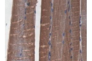 Detection of GLRX3 in Mouse Skeletal muscle Tissue using Polyclonal Antibody to Glutaredoxin 3 (GLRX3) (GLRX3 抗体  (AA 73-320))