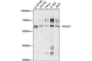 Western blot analysis of extracts of various cell lines, using W antibody (ABIN7271345) at 1:3000 dilution. (WASF1 抗体  (C-Term))