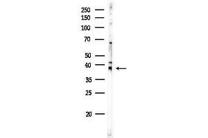 Western blot analysis of lysates from Rat testis, using OR2J2 Antibody at 1/1000 dilution.
