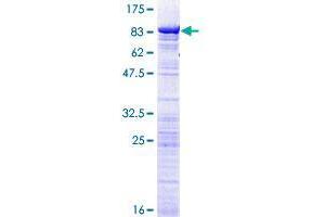 Image no. 1 for DEAD (Asp-Glu-Ala-Asp) Box Polypeptide 56 (DDX56) (AA 1-547) protein (GST tag) (ABIN1351374) (DDX56 Protein (AA 1-547) (GST tag))