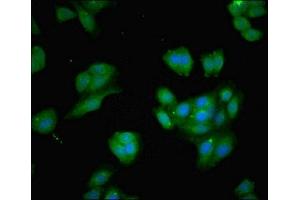Immunofluorescent analysis of HepG2 cells using ABIN7145741 at dilution of 1:100 and Alexa Fluor 488-congugated AffiniPure Goat Anti-Rabbit IgG(H+L) (BCAT1 抗体  (AA 4-276))