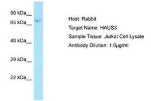 Image no. 1 for anti-HAUS Augmin-Like Complex, Subunit 3 (HAUS3) (AA 291-340) antibody (ABIN6749881) (HAUS3 抗体  (AA 291-340))