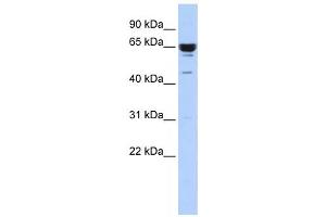 Western Blotting (WB) image for anti-Zinc Finger Protein 587 (ZNF587) antibody (ABIN2458435) (ZNF587 抗体)
