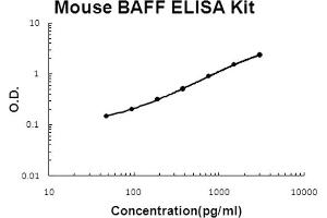 ELISA image for Tumor Necrosis Factor (Ligand) Superfamily, Member 13b (TNFSF13B) ELISA Kit (ABIN6719675)
