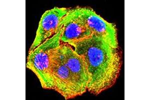 Immunofluorescence analysis of Hela cells using P2RY14 mouse mAb (green). (P2RY14 抗体)