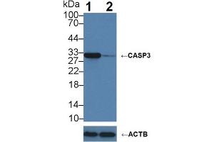 Western blot analysis of (1) Wild-type Jurkat cell lysate, and (2) CASP3 knockout Jurkat cell lysate, using Rabbit Anti-Human CASP3 Antibody (5 µg/ml) and HRP-conjugated Goat Anti-Mouse antibody (abx400001, 0. (Caspase 3 抗体  (AA 29-175))