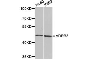 Western blot analysis of extracts of various cell lines, using ADRB3 antibody. (ADRB3 抗体)