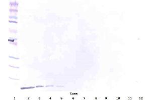 Image no. 1 for anti-Defensin, beta 1 (DEFB1) antibody (Biotin) (ABIN181701) (beta Defensin 1 抗体  (Biotin))