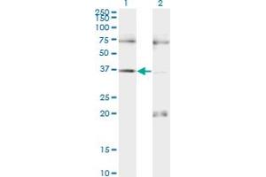 Western Blot analysis of PAX9 expression in transfected 293T cell line by PAX9 monoclonal antibody (M13), clone 3B8. (PAX9 抗体  (AA 205-300))