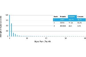 Protein Array (PAr) image for anti-Potassium Inwardly-Rectifying Channel, Subfamily J, Member 6 (KCNJ6) antibody (ABIN7455976) (KCNJ6 抗体)