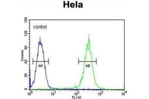 Flow cytometric analysis of Hela cells using RAD26L Antibody (N-term) Cat. (ERCC6L2 抗体  (N-Term))