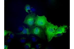 Image no. 5 for anti-Nucleoredoxin-Like 2 (NXNL2) antibody (ABIN1499887) (NXNL2 抗体)