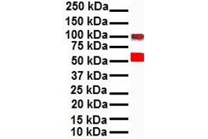 WB Suggested Anti-SNAI1 antibody Titration: 1 ug/mL Sample Type: Human A549 (SNAIL 抗体  (N-Term))