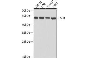 Western blot analysis of extracts of various cell lines, using SSB antibody (ABIN3015264, ABIN3015265, ABIN3015266 and ABIN6213909) at 1:1000 dilution. (SSB 抗体  (AA 166-408))