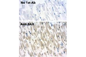 Immunohistochemistry (IHC) image for anti-BCL2-Associated X Protein (BAX) (N-Term) antibody (ABIN6254209)