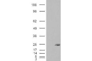 HEK293 overexpressing SAR1B (ABIN5457296) and probed with ABIN334486 (mock transfection in first lane). (SAR1B 抗体  (Internal Region))