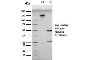 SDS-PAGE Analysis Purified Myogenin Mouse Monoclonal Antibody (MGN185). (Myogenin 抗体)