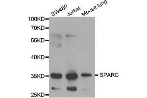 Western blot analysis of extracts of various cell lines, using SPARC antibody (ABIN5970787) at 1/1000 dilution. (SPARC 抗体)