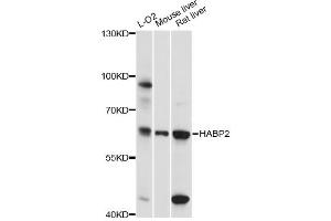 Western blot analysis of extracts of various cell lines, using HABP2 antibody (ABIN6291159) at 1:3000 dilution. (HABP2 抗体)