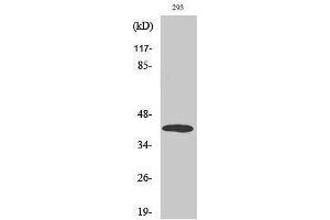 Western Blotting (WB) image for anti-Mitogen-Activated Protein Kinase Kinase 6 (MAP2K6) (N-Term) antibody (ABIN3185532) (MAP2K6 抗体  (N-Term))