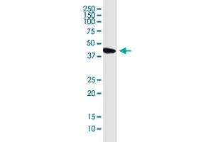 KIAA1191 monoclonal antibody (M01), clone 2F7. (KIAA1191 抗体  (AA 1-305))