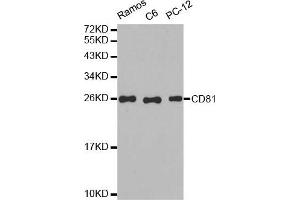 Western blot analysis of extracts of various cell lines, using CD81 antibody. (CD81 抗体)