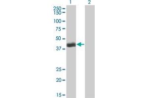 Western Blot analysis of HLF expression in transfected 293T cell line by HLF monoclonal antibody (M04), clone M2. (HLF 抗体  (AA 1-295))