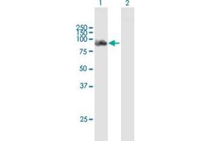 Western Blot analysis of DDX58 expression in transfected 293T cell line by DDX58 MaxPab polyclonal antibody.