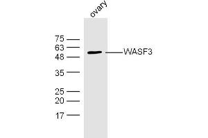 Mouse ovarian lysates probed with WASF3 Polyclonal Antibody, Unconjugated  at 1:300 dilution and 4˚C overnight incubation. (WASF3 抗体  (AA 21-120))