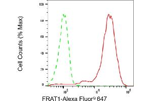 anti-Frequently Rearranged in Advanced T-Cell Lymphomas (FRAT1) antibody