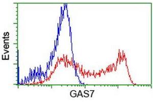 Image no. 1 for anti-Growth Arrest-Specific 7 (GAS7) antibody (ABIN1498380) (GAS7 抗体)