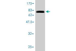 Western Blotting (WB) image for anti-Cleavage Stimulation Factor, 3' Pre-RNA, Subunit 2, 64kDa (CSTF2) (AA 1-577) antibody (ABIN560511)