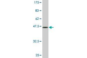 Western Blot detection against Immunogen (48. (BRF1 抗体  (AA 1-208))