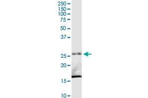C8orf33 MaxPab rabbit polyclonal antibody. (C8orf33 抗体  (AA 1-229))