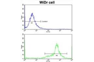 Flow Cytometry (FACS) image for anti-Insulin-Like Growth Factor Binding Protein 6 (IGFBP6) antibody (ABIN3002791) (IGFBP6 抗体)