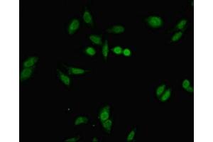 Immunofluorescent analysis of Hela cells using ABIN7152677 at dilution of 1:100 and Alexa Fluor 488-congugated AffiniPure Goat Anti-Rabbit IgG(H+L) (FERD3L 抗体  (AA 1-167))