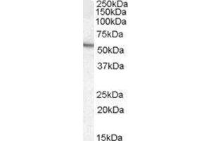 Western Blotting (WB) image for Arylsulfatase A (ARSA) peptide (ABIN370036) (Arylsulfatase A (ARSA) Peptide)