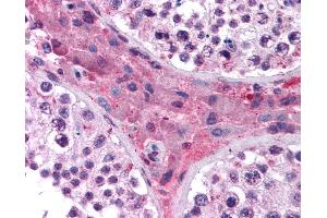 Anti-NR1H4 antibody IHC of human testis. (NR1H4 抗体  (AA 194-243))