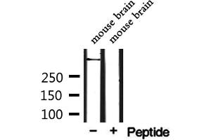 Western blot analysis of extracts from mouse brain, using CEP250 Antibody. (CEP250 抗体  (C-Term))