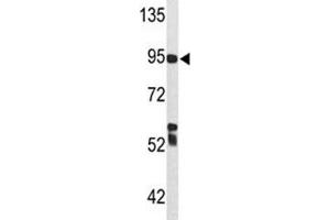 Western blot analysis of C7 antibody and Ramos lysate. (C7 抗体  (AA 375-403))