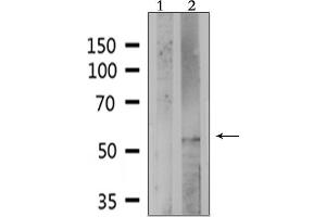 Western blot analysis of extracts from HepG2, using PE2R4 Antibody. (PTGER4 抗体  (Internal Region))