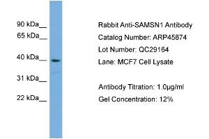 WB Suggested Anti-SAMSN1  Antibody Titration: 0. (SAMSN1 抗体  (Middle Region))