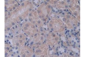 Detection of PCSK1 in Mouse Kidney Tissue using Polyclonal Antibody to Proprotein Convertase Subtilisin/Kexin Type 1 (PCSK1) (PCSK1 抗体  (AA 244-530))