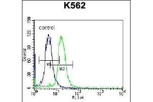 STARD5 Antibody (N-term) (ABIN656750 and ABIN2845973) flow cytometric analysis of K562 cells (right histogram) compared to a negative control cell (left histogram).