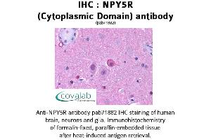 Image no. 1 for anti-Neuropeptide Y Receptor Y5 (NPY5R) (3rd Cytoplasmic Domain) antibody (ABIN1737490) (NPY5R 抗体  (3rd Cytoplasmic Domain))