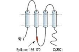 Representative domain view of the target of ABIN7885222.