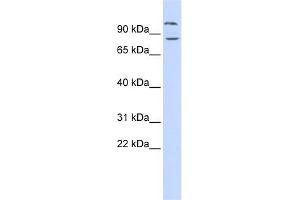 DAGLB antibody used at 1 ug/ml to detect target protein. (DAGLB 抗体  (Middle Region))